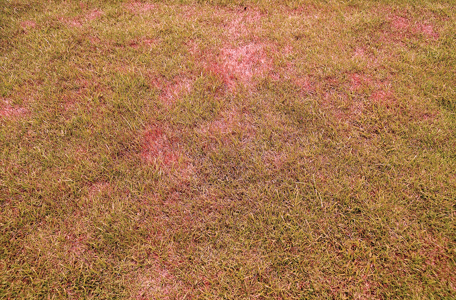 lawn disease example; patchy grass